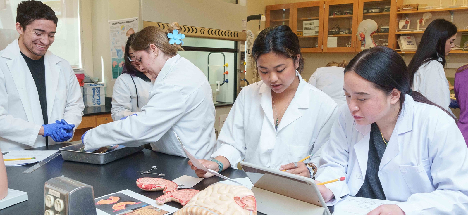 students analyzing anatomy in biology lab